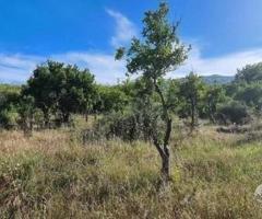 Terreno agricolo 5.000mq Castiglione di Sicilia