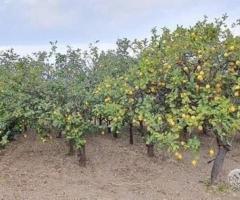 Terreno agricolo a limoneto a Calatabiano