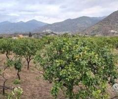 Terreno agricolo a limoneto a Calatabiano