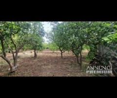 Terreno agricolo-edificabile Fiumefreddo d Sicilia