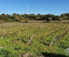 Terreno 4HA vigneto e uliveto con fabbricati