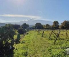 Terreno 4HA vigneto e uliveto con fabbricati