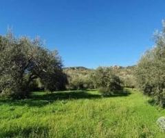 Terreno 4HA vigneto e uliveto con fabbricati