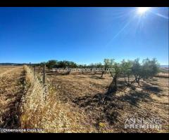 Rif.TA41|Terreno agricolo Caltanissetta