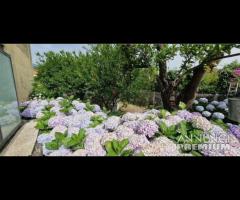 Casa singola con giardino a Piedimonte Etneo - 26