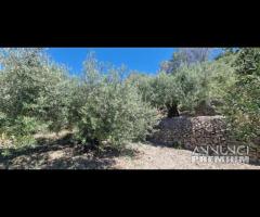 Terreno 10.000mq con rustici a Calatabiano - 9