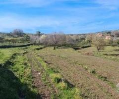 Terreno 15.000 mq a piedimonte etneo