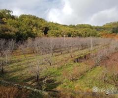 Terreno 5 ettari con fabbricato Piedimonte Etneo