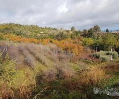 Terreno 5 ettari con fabbricato Piedimonte Etneo