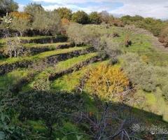 Terreno agricolo a San Gerardo