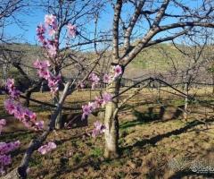 Antica casa padronale con terreno Piedimonte Etneo