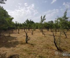 Terreno agricolo pianeggiante a Piedimonte Etneo - 3