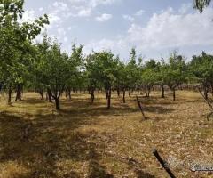 Terreno agricolo pianeggiante a Piedimonte Etneo - 5