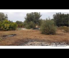 Terreno agricolo zona Parco degli Ulivi rif.118/24 - 7