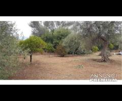 Terreno agricolo zona Parco degli Ulivi rif.118/24 - 13