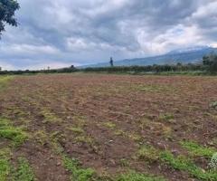 Terreno 15.000 mq con fabbricati a fiumefreddo