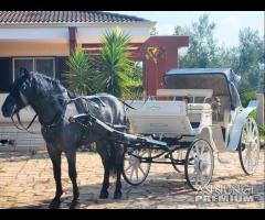 Carrozza Cavalli Bianca - 12