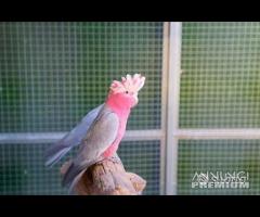 Cacatua Roseicapilla ROSA - Coppia Riproduttiva