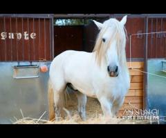 Cavallo Spagnolo Andaluso Addestrato Elegante CB