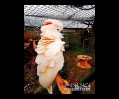 Cacatua delle Mollucche - Maschio 5Anni - 1