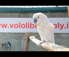 Cacatua delle Mollucche - Maschio 5Anni - 2