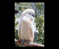 Cacatua delle Mollucche - Maschio 5Anni - 3