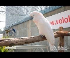 Cacatua delle Mollucche - Maschio 5Anni - 4