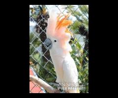 Cacatua delle Mollucche - Maschio 5Anni