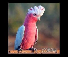 Pullo di Cacatua Rosa - Roseicapilla - ExpoGroup