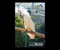 Cacatua ALBA Bianco PULLO 4Mesi ExpoGroup