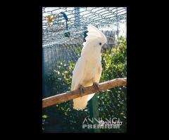 Cacatua ALBA Bianco PULLO 4Mesi ExpoGroup - 2