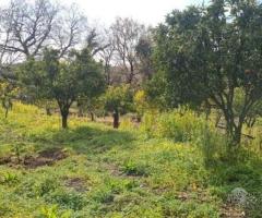 Terreno agricolo 14.000 mq a giarre