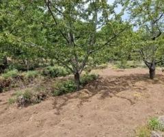 Terreno agricolo 6.700 mq con rustico a mascali - 11