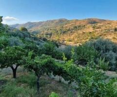 Terreno agricolo 12.000 mq a piedimonte etneo