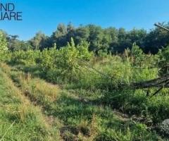 2 lotti di terreno a marina di cottone fiumefreddo