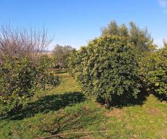 Terreno agricolo alberato di 3500 mq