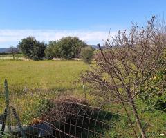 Terreno agricolo alberato di 3500 mq - 7