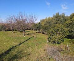 Terreno agricolo alberato di 3500 mq - 8