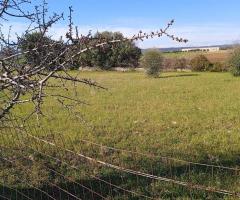 Terreno agricolo alberato di 3500 mq - 9