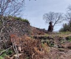 Terreno pianeggiante 6.500 mq con fabbricati - 7