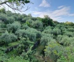 Terreno 7.000 mq e rustico a pidimonte etneo