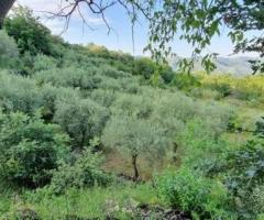 Terreno 7.000 mq e rustico a pidimonte etneo - 2