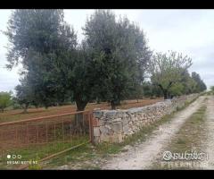 Terreno in via delle Margherite