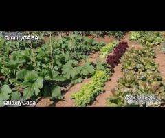 Lotti agricoli per orto a Chiaravalle