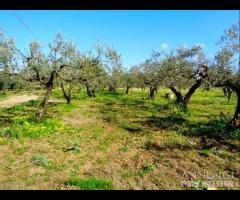 Castelvetrano terreno agricolo con magazzino rura