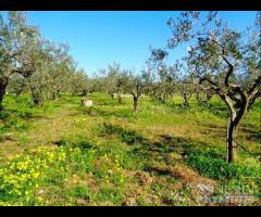 Castelvetrano terreno agricolo con magazzino rura