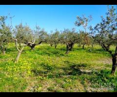 Castelvetrano terreno agricolo con magazzino rura - 6