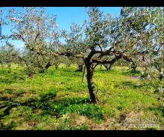 Castelvetrano terreno agricolo con magazzino rura - 7