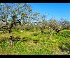 Castelvetrano terreno agricolo con magazzino rura - 8