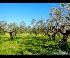 Castelvetrano terreno agricolo con magazzino rura - 9